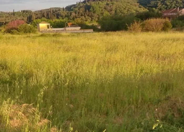 Oasis